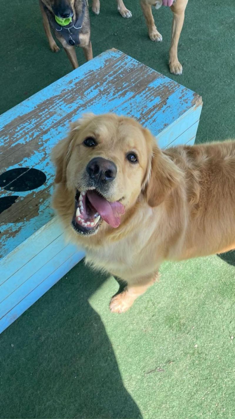 Dianita, perra de Skarleth Labra, en la guardería - Cedida