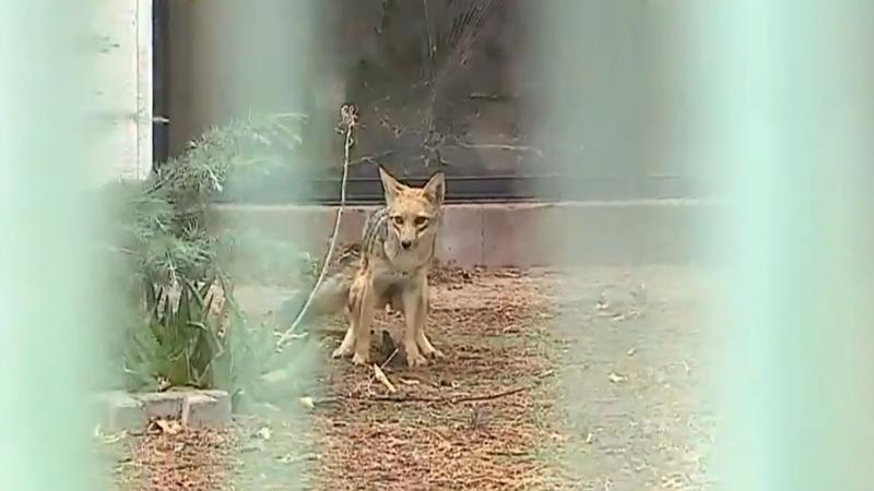 El zorro de Las Condes