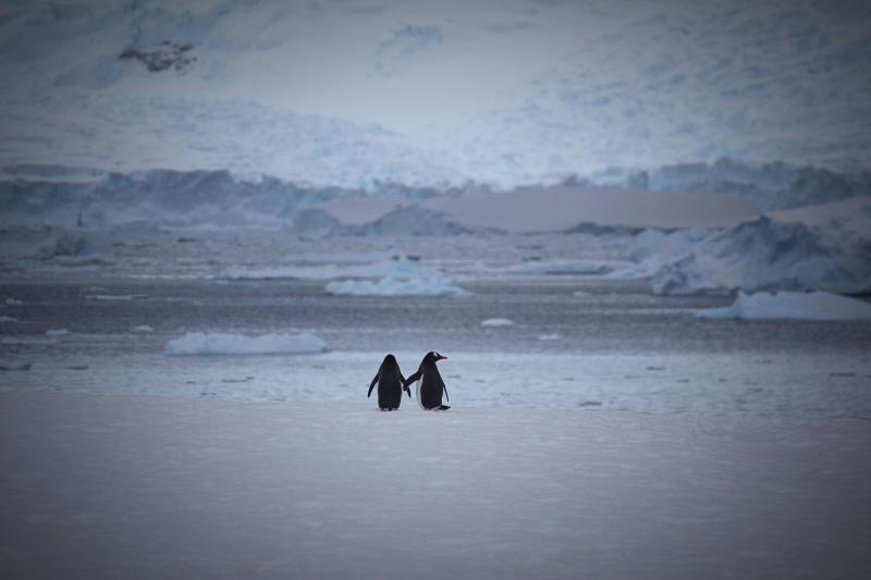 Pingüinos en la Antártica. Créditos: Pexels.