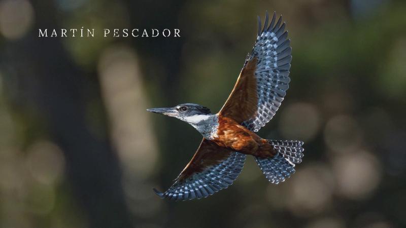 Martín pescador en Paraíso Wild. Créditos: 13C