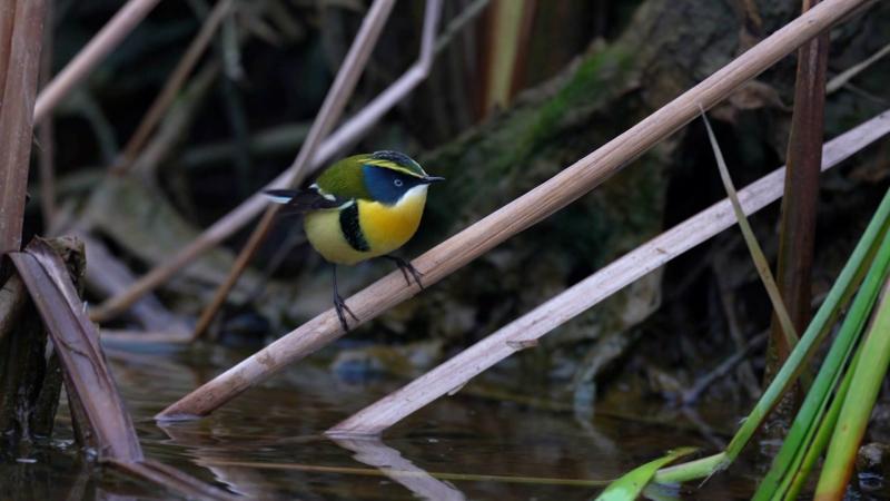 Pájaro siete colores (más conocido como Fiu, la mascota de los Juegos Panamericanos Stgo 2023) en Paraíso Wild. Créditos: 13C