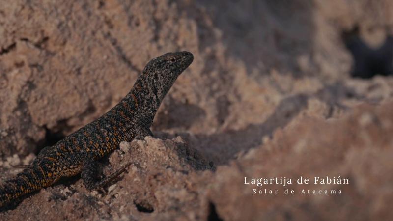 Lagartija. Créditos: 13C.