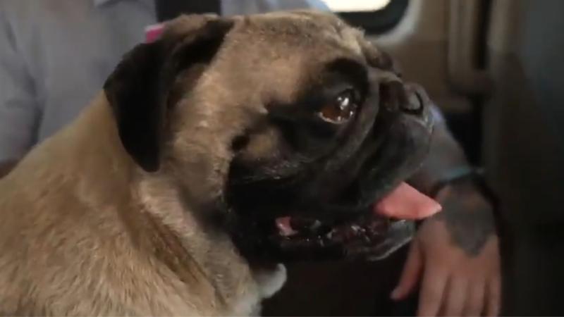 Daddy, el perrito de Cathy Barriga