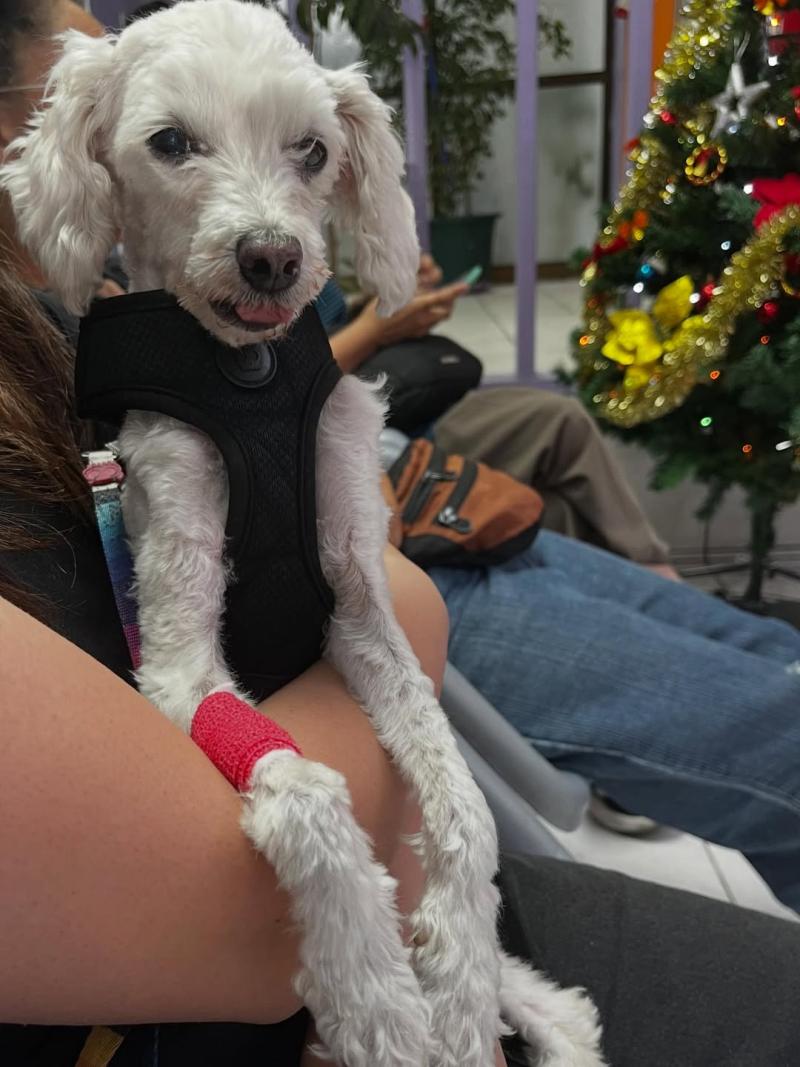 Blanca, perrita viral | Instagram