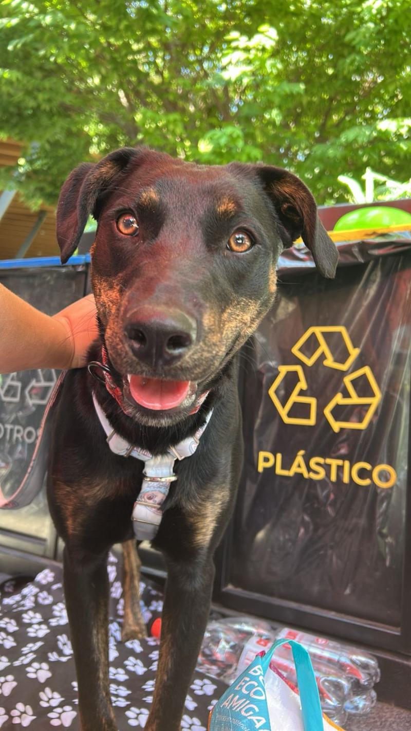 Jornada de adoptación para perros.