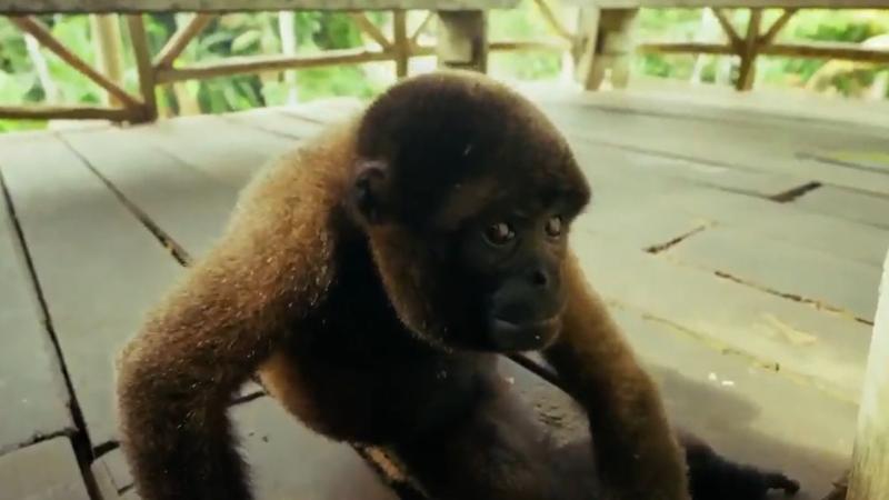 Ramona, la monita que casi le roba a Pancho Saavedra