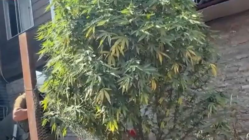 El "árbol navideño" en San Bernardo