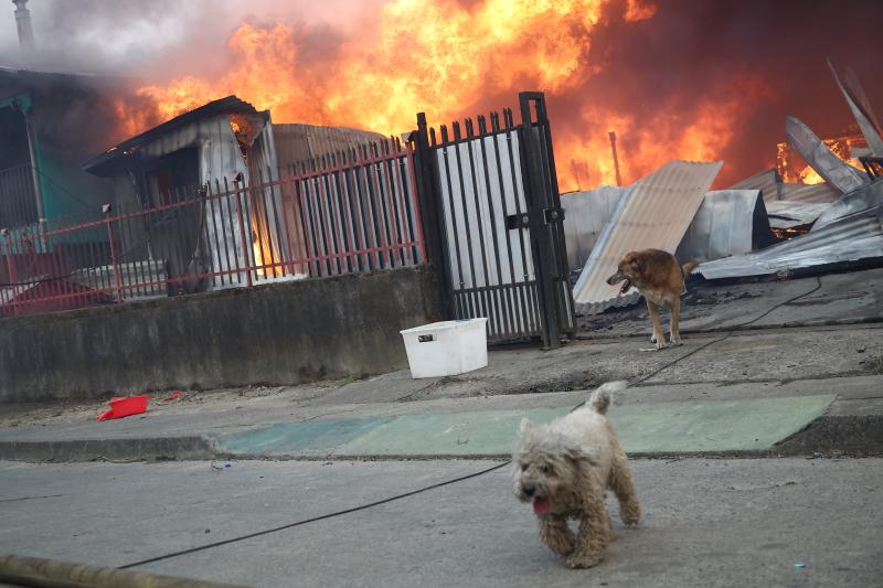 Habilitan plataforma para buscar mascotas perdidas en incendios - Agencia Uno
