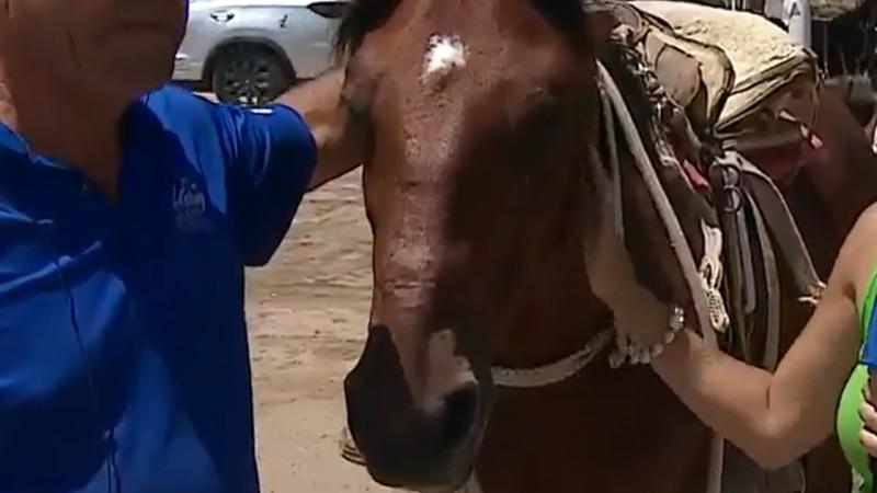 Caballo usado para terapia en Algarrobo