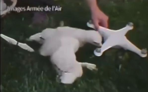 Un aguilucho de tres meses siendo entrenado para atacar drones/X