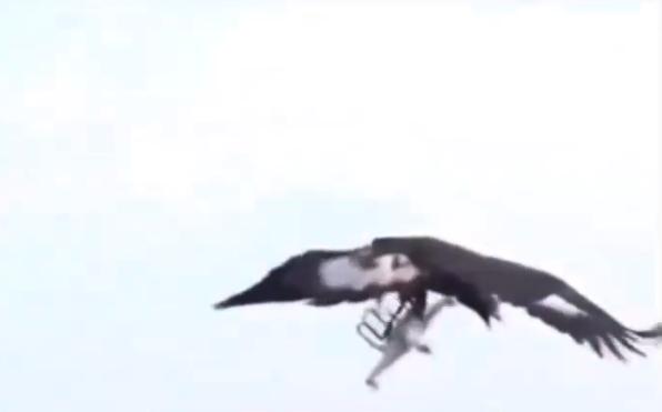 Un águila de las FFAA francesas en acción contra un dron/X