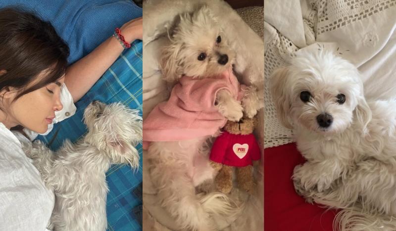 Fran Undurraga da a conocer la muerte de su mascota | Instagram