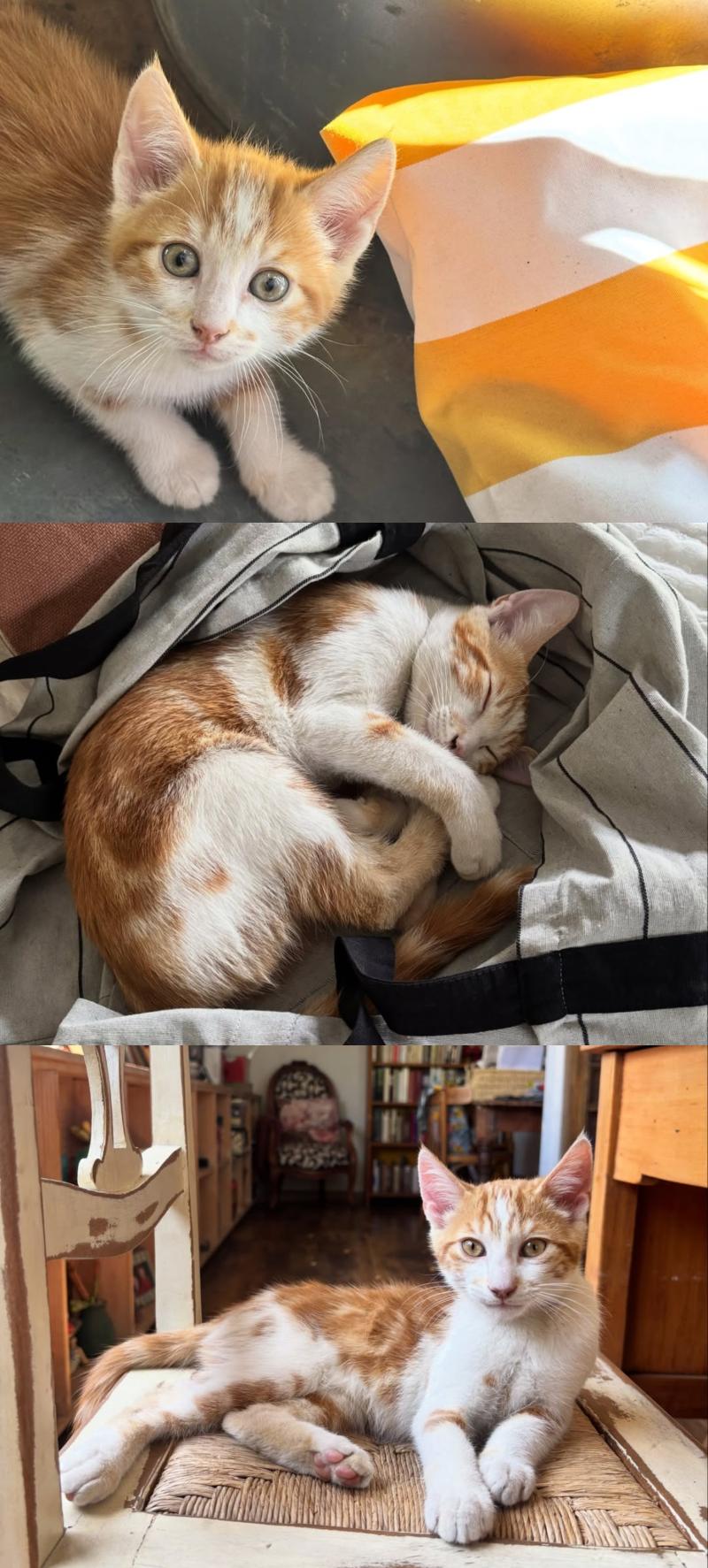 Paola Volpato lamenta la muerte de su gato Alí | Instagram