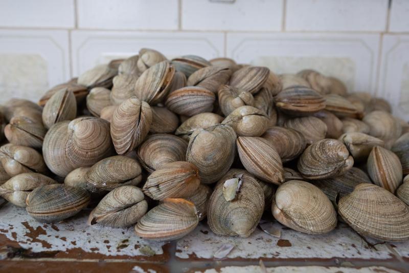 Toxina amnésica | Marea roja Tongoy
