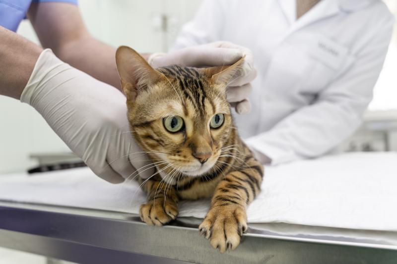 Alerta por contagioso virus que puede ser mortal para gatos - Freepik