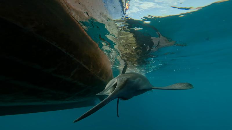 Llega a 13C “Descendientes del Mar”: La serie que revela el legado vivo del pueblo Chango en las costas de Chile.