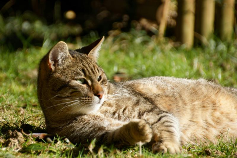 Alerta por alza de contagios de enfermedad grave en gatos. Créditos: Pexels