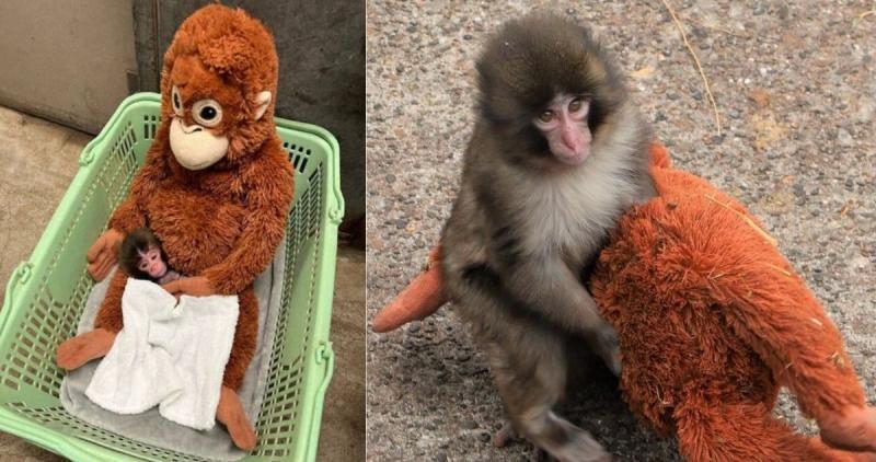Punch, un macaco japonés con abandono materno y apego a un peluche