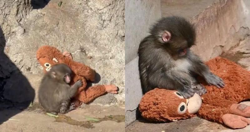 Punch con su peluche solo