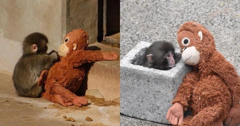 Punch el mono que se esconde con su peluche