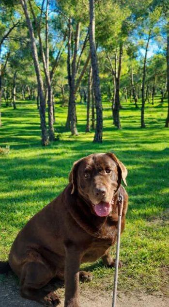 El fiel compañero perruno de Pablo Alborán en las historias de Instagram de Juan Sesma - @juansesmaa