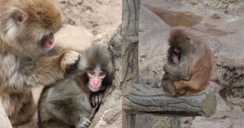 Punch por primera vez fue aceptado por otro mocaco