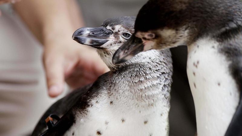 Pingüino de Humboldt. Créditos: Agencia UNO.