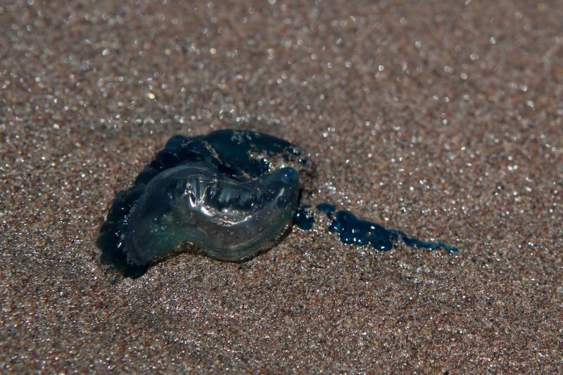Alerta por presencia de Fragata Portuguesa - Aton