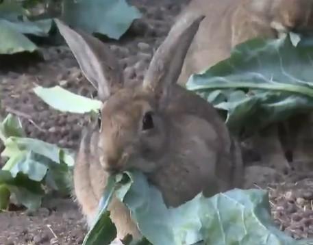 Plaga de conejos en Las Condes