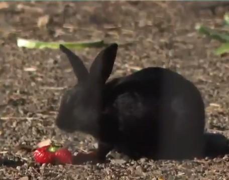 Plaga de conejos en Las Condes
