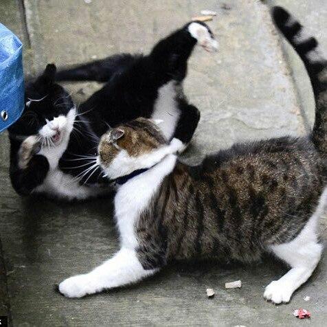 Palmerston peleando con Larry en 2018