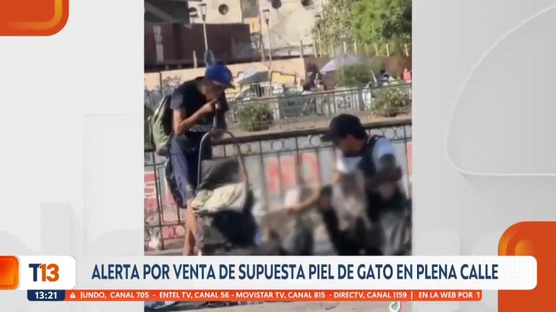 Denuncian venta de supuestas pieles de gato en plena calle de Santiago