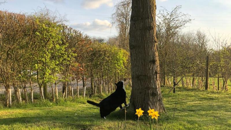 Palmerston jubilado en su árbol favorito