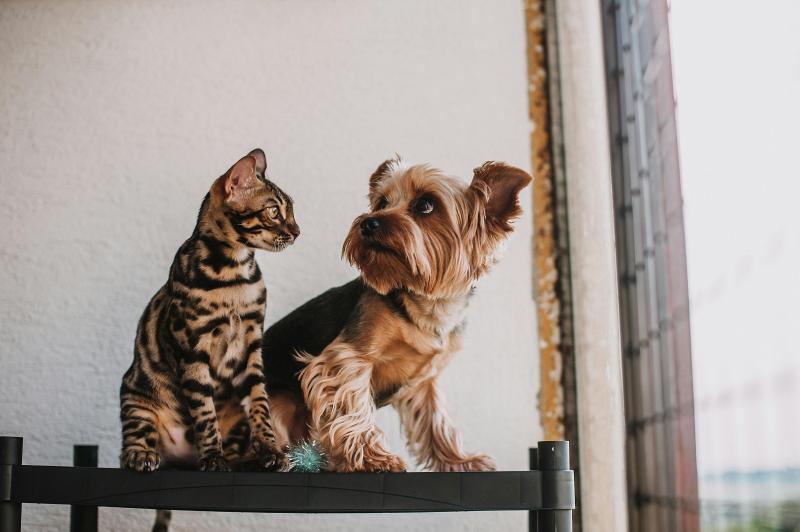 Gato y perro. Créditos: Pexels