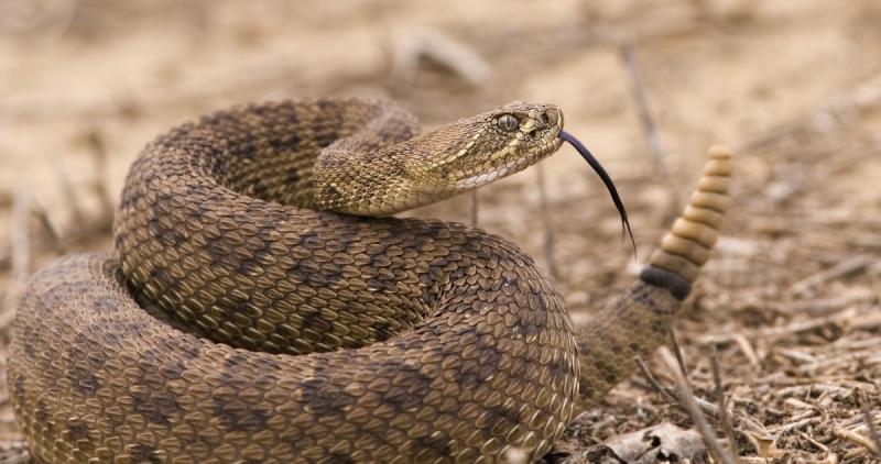 Serpiente de cascabel | Stephen Mcsweeny | Dreamstime.com