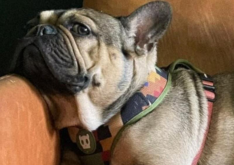 Frodo, el perro de Neme