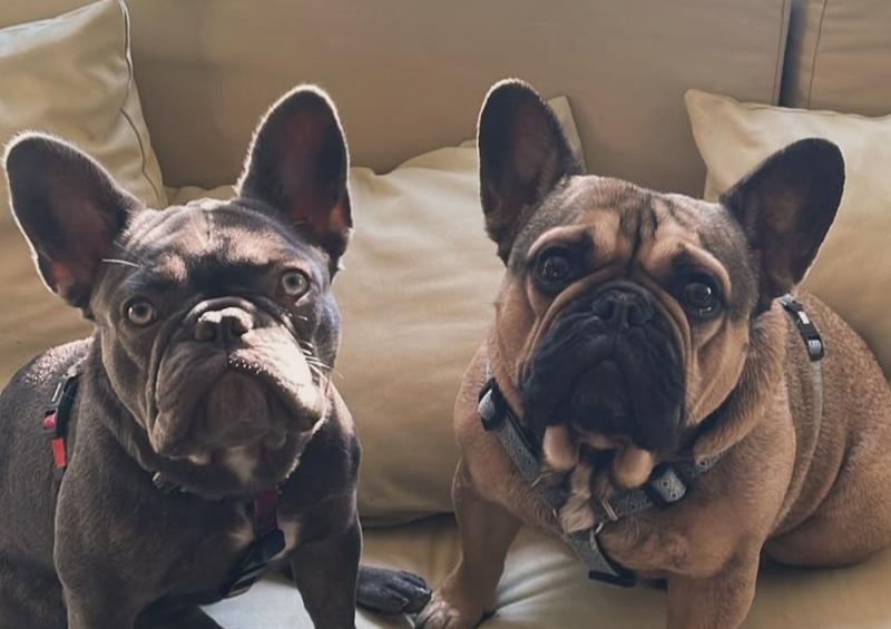 Neme tiene varias mascotas