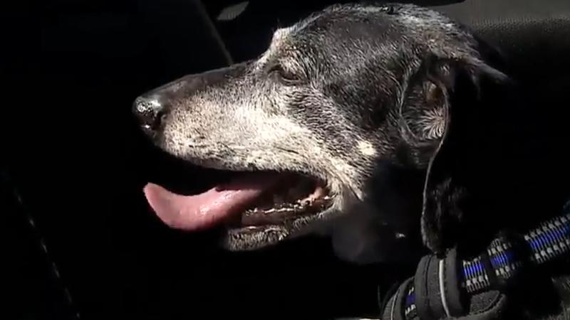 El perrito con canas que "indignó" a José Luis Repenning