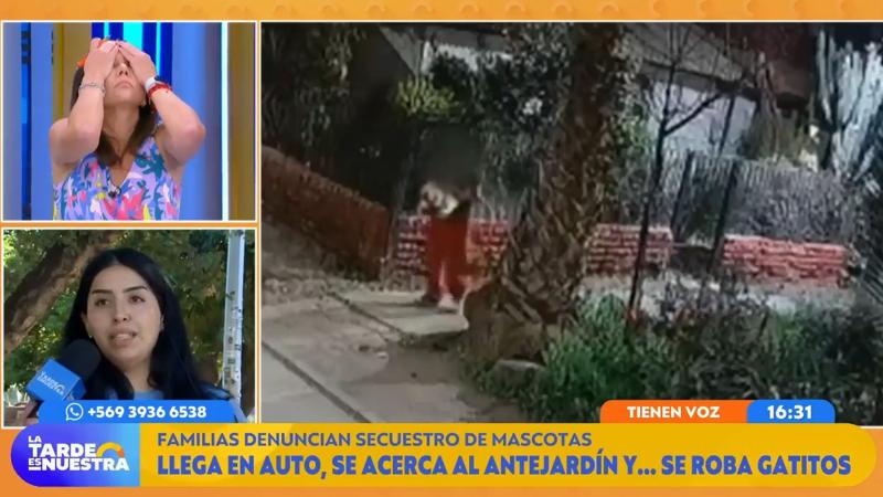 La reacción de periodista de La tarde es nuestra por caso del secuestrador de gatos en Santiago