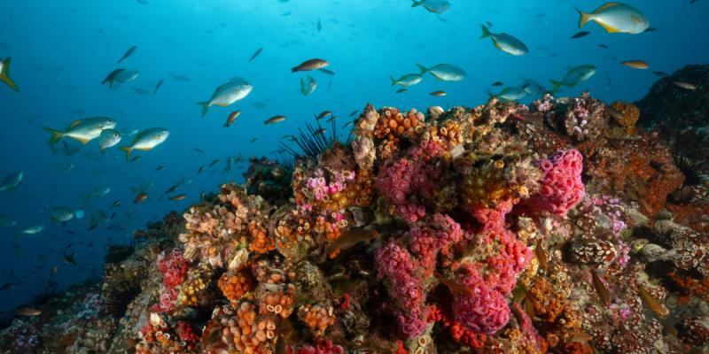 Parques marinos Nazca–Desventuradas y Mar de Juan Fernández.