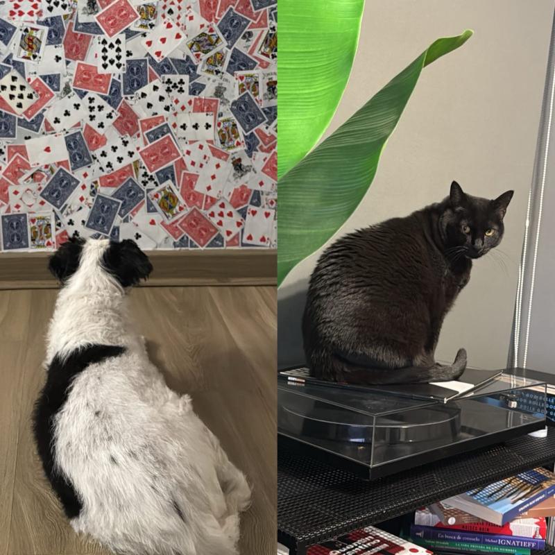 Mascotas de Edo Caroe | Instagram