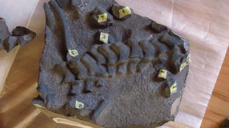 Restos fósiles del espécimen hallado en Ojo Pache, cuyo análisis permitió identificar una nueva especie de plesiosaurio. Créditos: U. de Chile.