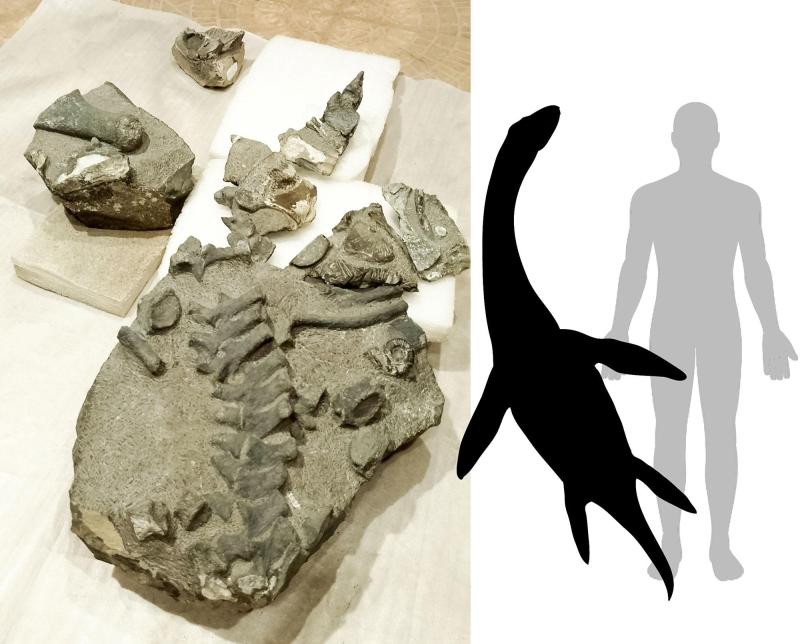 Comparación referencial del tamaño estimado de Gondwananectes osvaldoi. Créditos: U. de Chile.