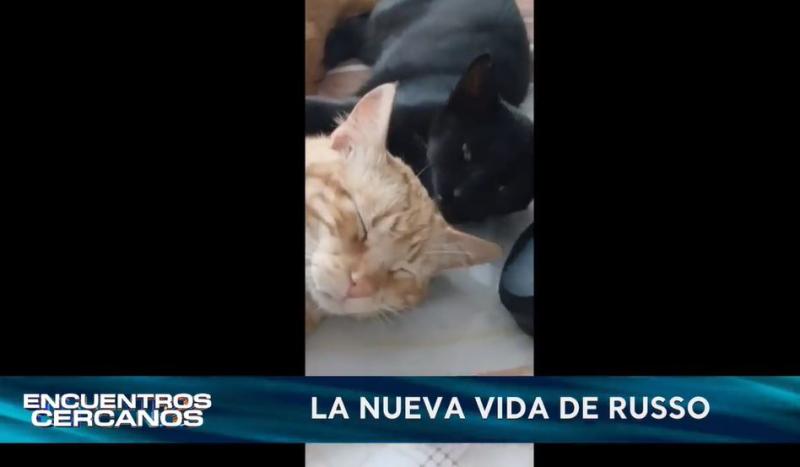 La nueva vida de Russo