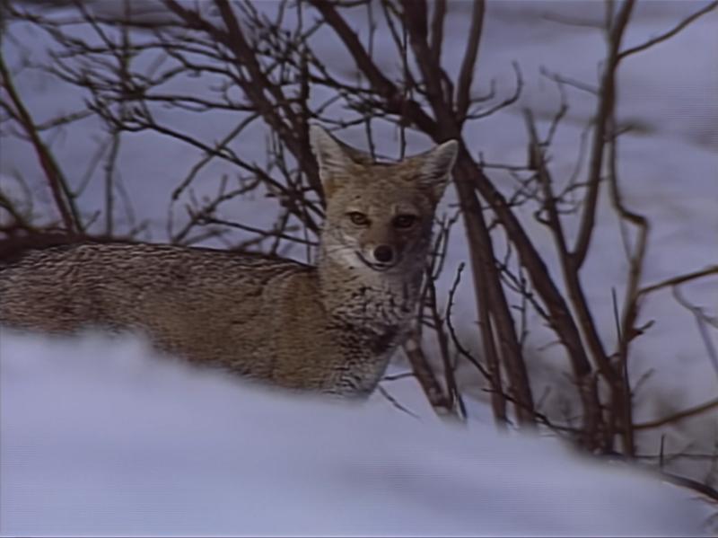 Imagen de un zorro en documental Al sur del mundo remasterizado.