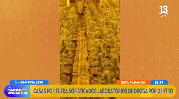 Allanan casas en Pudahuel: hallan más de mil matas de marihuana.