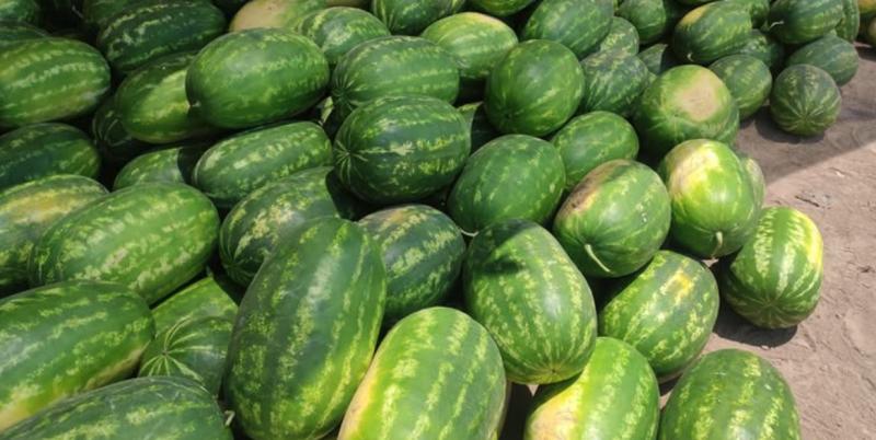 Sandía de Paine - Instagram.