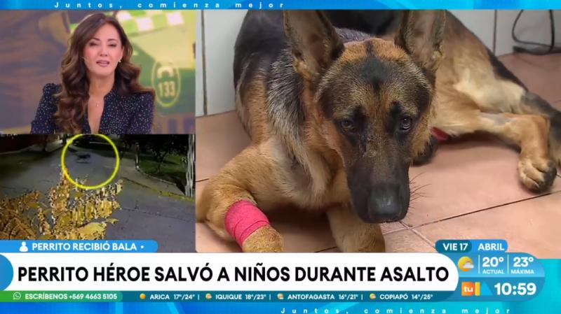 Perro héroe defendió a niños de asalto en La Cisterna