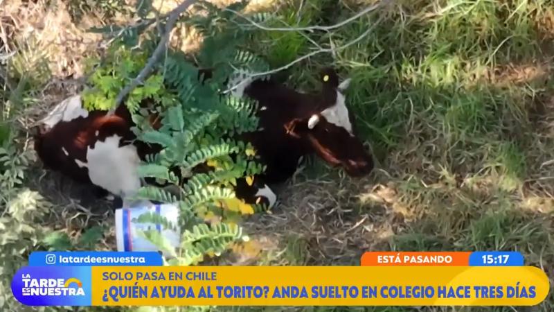 Toro suelto en colegio de Cerrillos preocupa a la comunidad