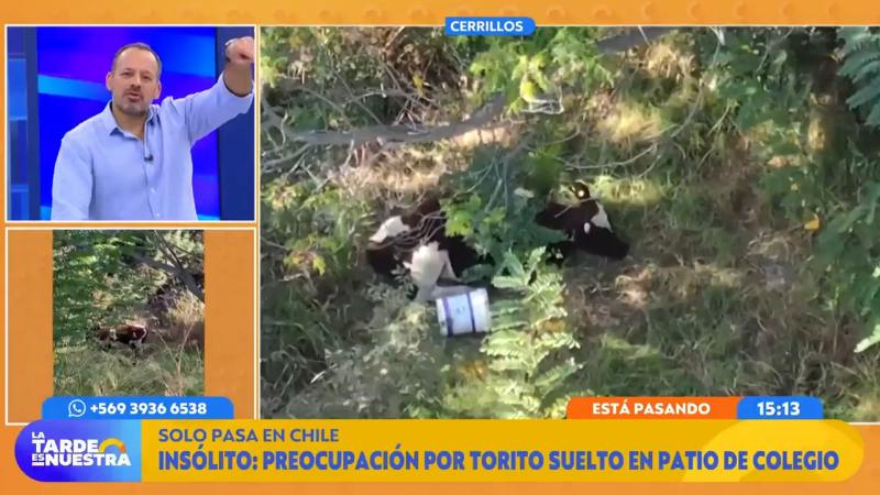 Toro suelto en colegio de Cerrillos preocupa a la comunidad